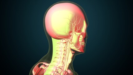 Obraz premium White male skeleton anatomy. 3d illustrations