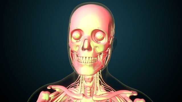 White male skeleton anatomy. 3d illustrations