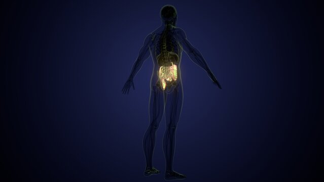 Male large intestine anatomy in white. 3d render