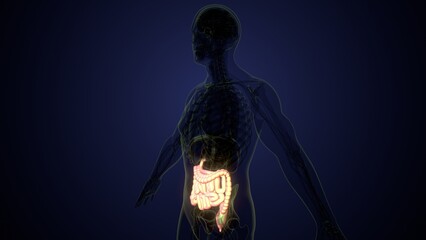 Male large intestine anatomy in white. 3d render