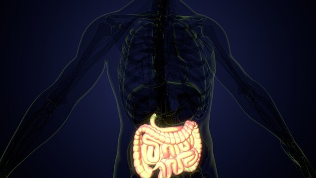 Male large intestine anatomy in white. 3d render