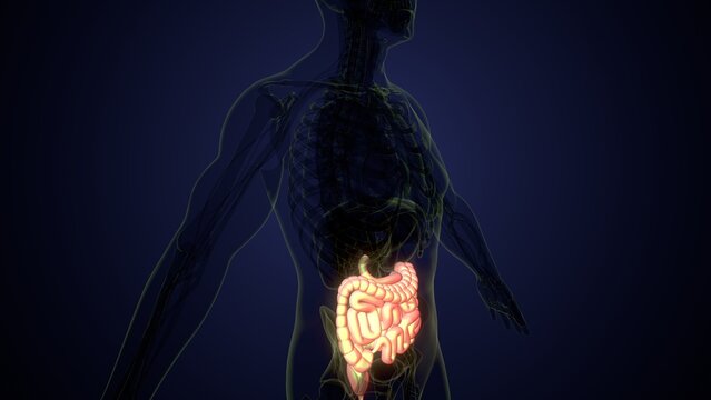 Male large intestine anatomy in white. 3d render