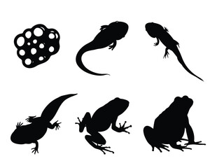 Frog Life Cycle Silhouettes, Eggs, Tadpoles, Salamander, and Adult Frogs, Vector Set