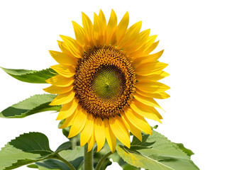 Obraz premium A vibrant and detailed close up of a single bright yellow sunflower with green leaves isolated on a stark black background isolated on white background isolated on transparent background