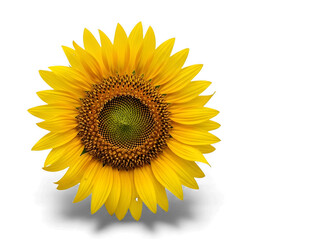 Fototapeta premium A vibrant yellow sunflower with a detailed center and bright petals showcasing its natural beauty isolated on a stark black background isolated on white background isolated on transparent background