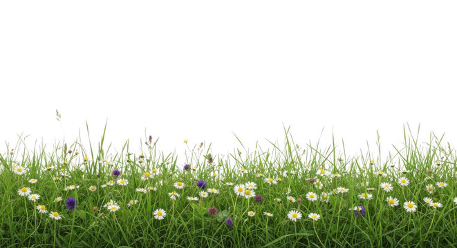 A serene landscape of wildflowers and green grass isolated on transparent background
