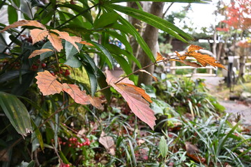 庭園の木の下に生い茂る緑や紅葉