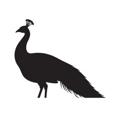 Fototapeta premium Peacock Silhouette with Crown in Minimalist Style and Dramatic Lighting on White Background for Wildlife Illustration