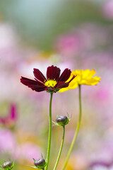 Red and Yellow Cosmos Flowers Side by Side &ndash; Romantic Floral Contrast with Pastel Background and Copy Space