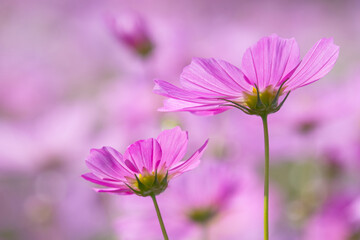 Pink Cosmos Flowers in Bloom &ndash; Dreamy Spring Floral Background with Copy Space