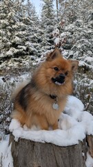 Mittelspitz im Schnee