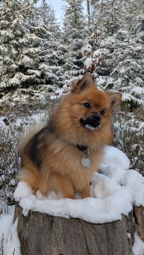 Mittelspitz im Schnee
