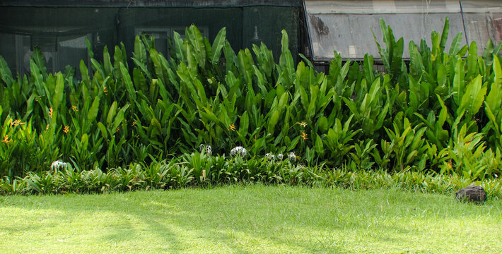Lush Tropical Garden Border with Lawn and Pavement