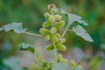 Rough cocklebur ( Xanthium strumarium ) on garden, Seed are medicinal