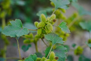 Rough cocklebur ( Xanthium strumarium ) on garden, Seed are medicinal