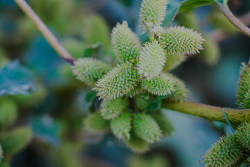 Rough cocklebur ( Xanthium strumarium ) on garden, Seed are medicinal