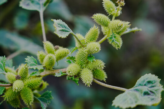 Rough cocklebur ( Xanthium strumarium ) on garden, Seed are medicinal