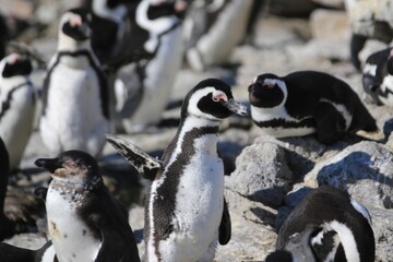 Fototapeta premium African Penguins in a Colony, Stoney Beach, Cape Town, South Africa
