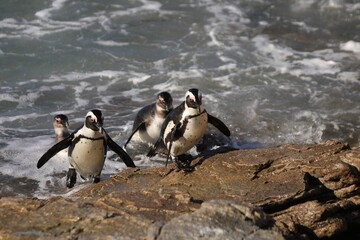 Fototapeta premium African Penguins Coming Ashore, Stoney Beach, Cape Town, South Africa