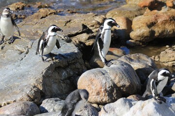 Obraz premium African Penguins Standing on Rocky Shoreline