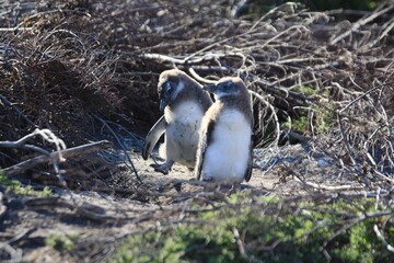 Two African Penguin Fledglings Among Brush