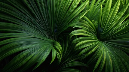 Obraz premium Abstract green leaf texture nature background tropical