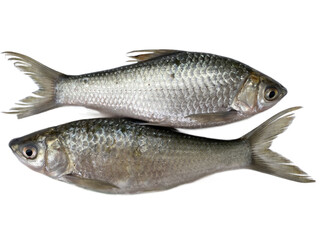 fresh fish , silver fish Siamese, mud carp , two fish, thin-lips carp, Jullien's mud carp, isolated on white , transparent background png