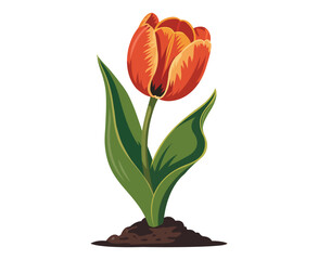 A vibrant orange tulip blooms with lush green leaves and dark soil