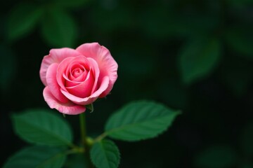 A single pink rose bloom delicately unfolds against a dark green foliage backdrop, showcasing its vibrant petals and graceful stem
