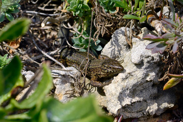 Lilford's wall lizard // Baleareneidechse (Podarcis lilfordi codrellensis) - Escull de Binicodrell, Menorca, Spain