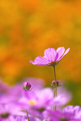 Pink Cosmos Flower in Vibrant Field &ndash; Romantic Floral Mood with Warm Background and Copy Space