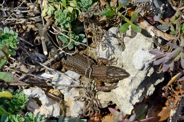 Baleareneidechse // Lilford's wall lizard (Podarcis lilfordi codrellensis) - Escull de Binicodrell, Menorca, Spanien