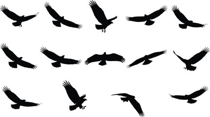 Massive Set of Black Eagle and Hawk Silhouettes Flying in Various Action Poses for Logo, Design, and Motion Graphics