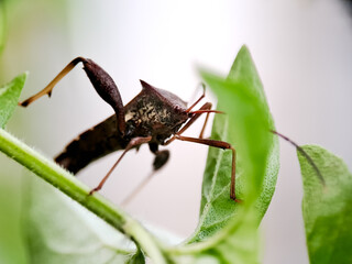 macro of a dark brown Stink Bug Nymph with prominent shoulder spines and long legs, perched on a thin, green, textured plant stem, surrounded by soft, bright green leaves and a very light.
