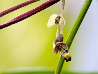 Macro shot of a delicate pink wildflower bud blooming on a green stem, captured outdoors in soft natural light. Calm nature scene with shallow depth of field and blurred background.