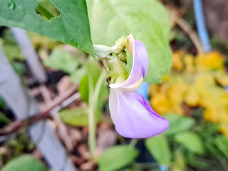 Macro shot of a delicate pink wildflower bud blooming on a green stem, captured outdoors in soft natural light. Calm nature scene with shallow depth of field and blurred background.