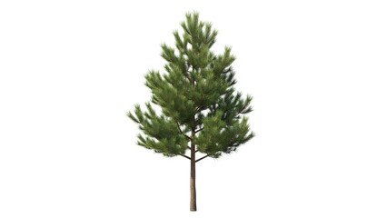 Fototapeta premium Pine tree on a seamless white background.