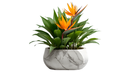 Bird of Paradise in Marble Pot: A striking Bird of Paradise plant with vibrant orange and blue blooms thrives in a stylish marble pot.