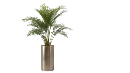 Elegant Palm in Bronze: A captivating image showcases a lush palm plant flourishing in a modern bronze cylinder pot, representing nature's elegance and interior design harmony.