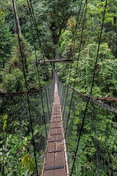 Suspension Bridge Canopy Walk in Gunung Mulu National Park Borneo Malaysia Rainforest