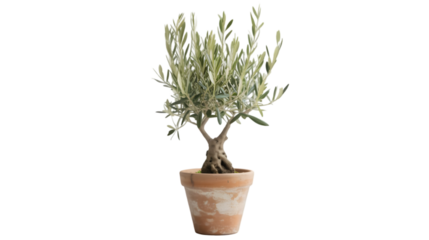 Olive Tree in a Pot: A captivating portrayal of a single, vibrant olive tree flourishing within an earthen pot, showcasing its lush leaves, sturdy trunk, and the rustic charm of its ceramic home.