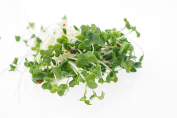 豆苗　　白バック