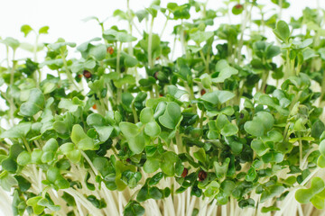 豆苗　　白バック