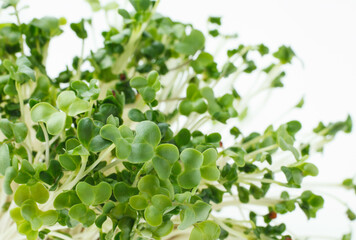 豆苗　　白バック