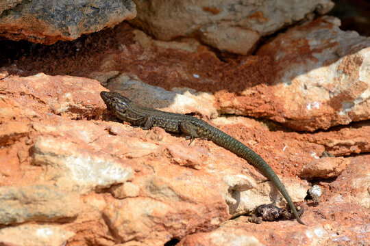 Baleareneidechse // Lilford's wall lizard (Podarcis lilfordi codrellensis) - Escull de Binicodrell, Menorca, Spanien