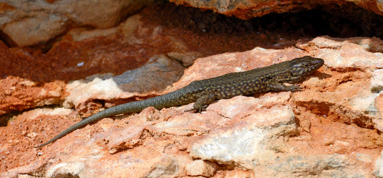 Baleareneidechse // Lilford's wall lizard (Podarcis lilfordi codrellensis) - Escull de Binicodrell, Menorca, Spanien