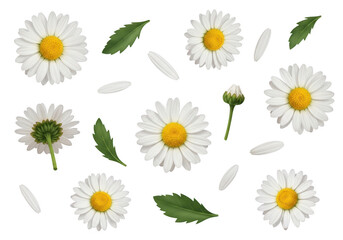 Fototapeta premium White daisy flowers and green leaves arranged on a black background