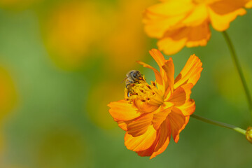 Bee on Orange Cosmos Flower &ndash; Spring Nature Background with Copy Space