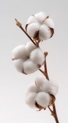Close-up view of a cotton plant stem, showcasing its soft, fluffy bolls against a plain background.