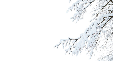 Fototapeta premium Snow-Covered Branches in Winter